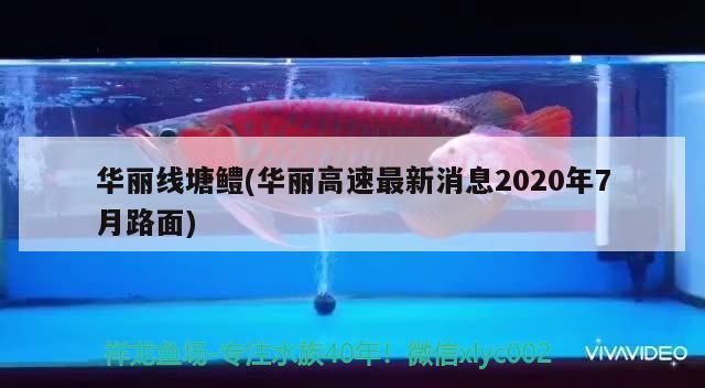 華麗線塘鱧(華麗高速最新消息2020年7月路面) 觀賞魚(yú)