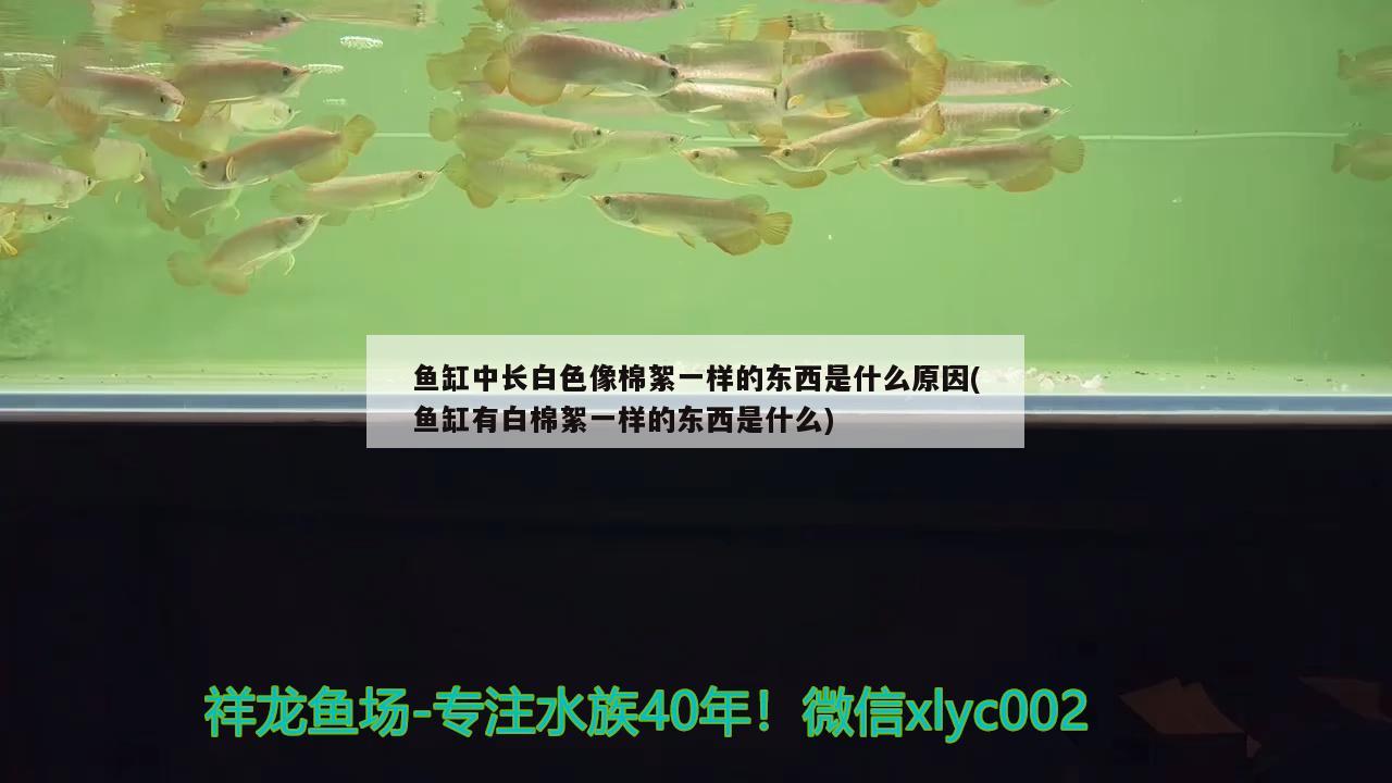 魚缸中長白色像棉絮一樣的東西是什么原因(魚缸有白棉絮一樣的東西是什么) 黃金招財(cái)貓魚