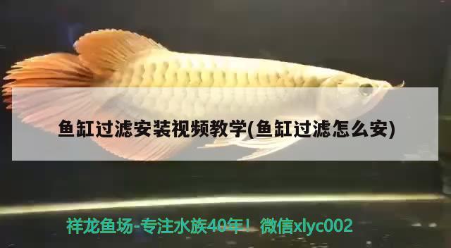 魚缸過(guò)濾安裝視頻教學(xué)(魚缸過(guò)濾怎么安) 狗頭魚