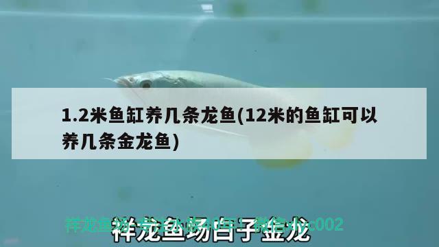 1.2米魚(yú)缸養(yǎng)幾條龍魚(yú)(12米的魚(yú)缸可以養(yǎng)幾條金龍魚(yú)) 白寫(xiě)錦鯉魚(yú)