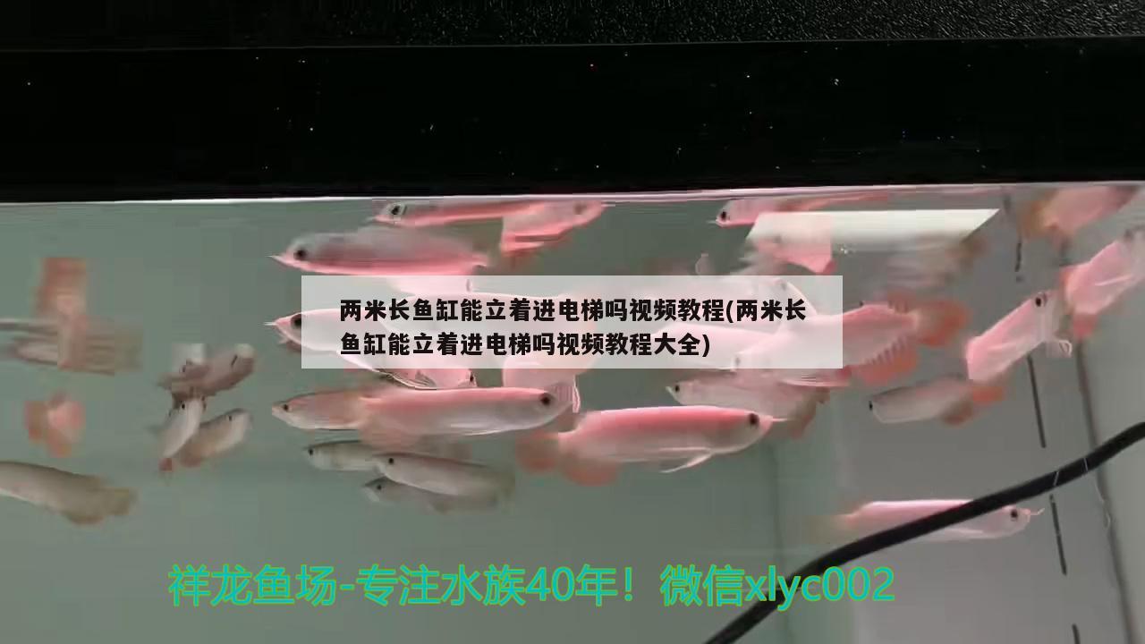 兩米長魚缸能立著進(jìn)電梯嗎視頻教程(兩米長魚缸能立著進(jìn)電梯嗎視頻教程大全) 非洲金鼓魚