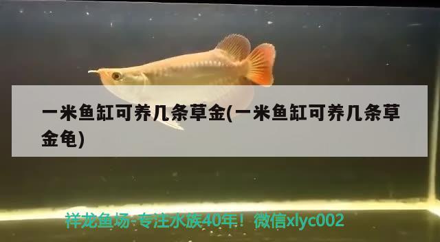 一米魚缸可養(yǎng)幾條草金(一米魚缸可養(yǎng)幾條草金龜) 烏龜