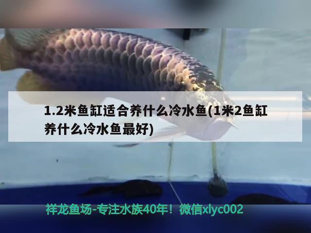 1.2米魚缸適合養(yǎng)什么冷水魚(1米2魚缸養(yǎng)什么冷水魚最好)