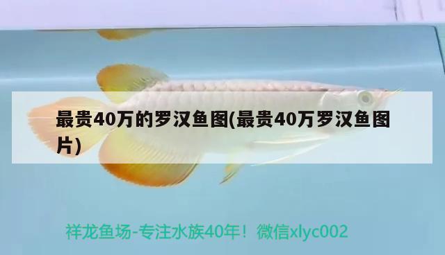 最貴40萬的羅漢魚圖(最貴40萬羅漢魚圖片)