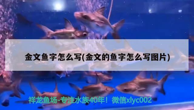 金文魚字怎么寫(金文的魚字怎么寫圖片) 觀賞魚