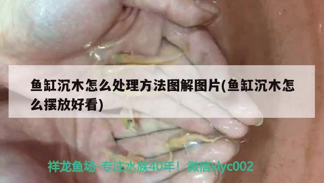 魚缸沉木怎么處理方法圖解圖片(魚缸沉木怎么擺放好看) 白化巴西龜（白巴）