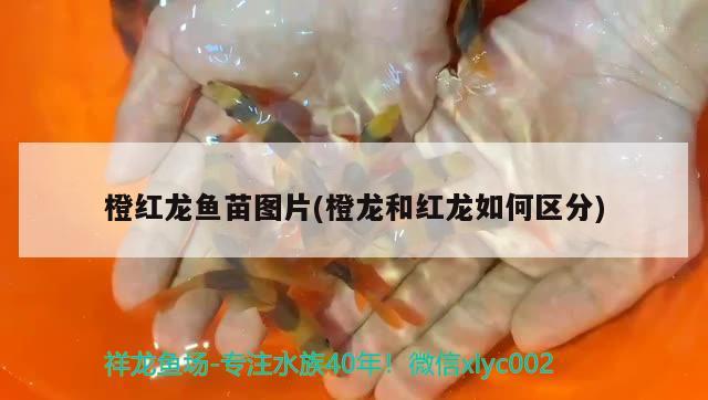 橙紅龍魚苗圖片(橙龍和紅龍如何區(qū)分) 觀賞魚