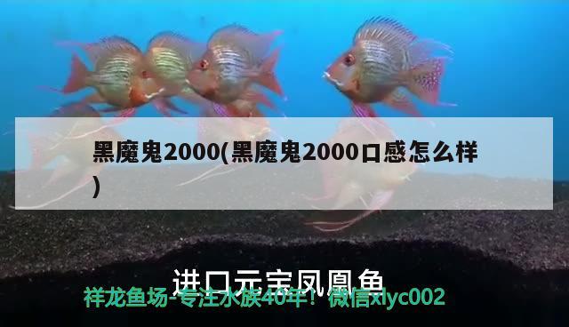 黑魔鬼2000(黑魔鬼2000口感怎么樣)