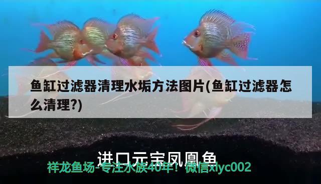 魚缸過(guò)濾器清理水垢方法圖片(魚缸過(guò)濾器怎么清理?)