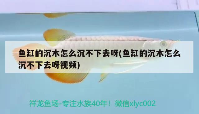 魚缸的沉木怎么沉不下去呀(魚缸的沉木怎么沉不下去呀視頻) 金龍福龍魚