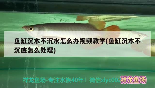 魚(yú)缸沉木不沉水怎么辦視頻教學(xué)(魚(yú)缸沉木不沉底怎么處理) 銀龍魚(yú)苗