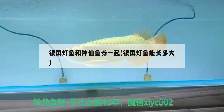 銀屏燈魚和神仙魚養(yǎng)一起(銀屏燈魚能長多大) 觀賞魚