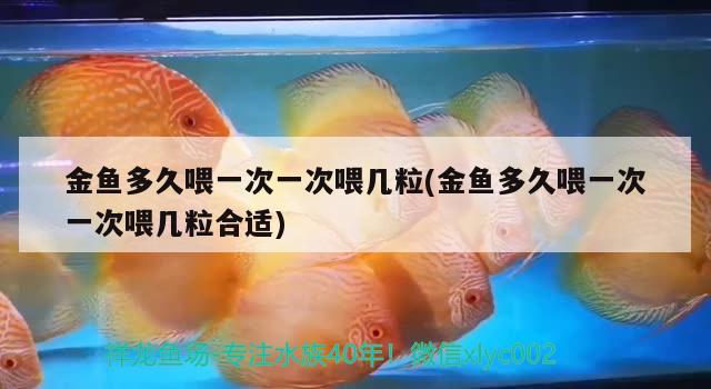 金魚多久喂一次一次喂幾粒(金魚多久喂一次一次喂幾粒合適) 觀賞魚