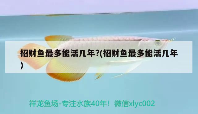 招財(cái)魚最多能活幾年?(招財(cái)魚最多能活幾年) 觀賞魚