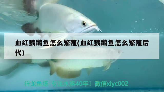 血紅鸚鵡魚怎么繁殖(血紅鸚鵡魚怎么繁殖后代) 鸚鵡魚