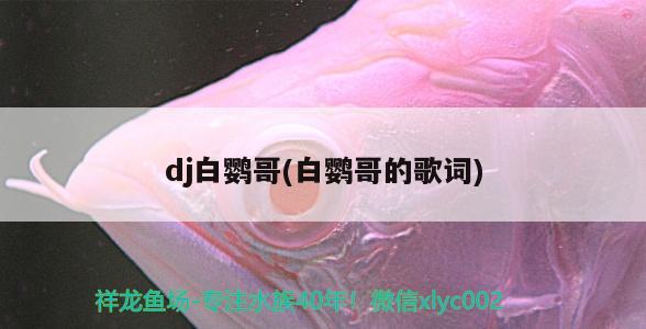 dj白鸚哥(白鸚哥的歌詞) 觀賞魚