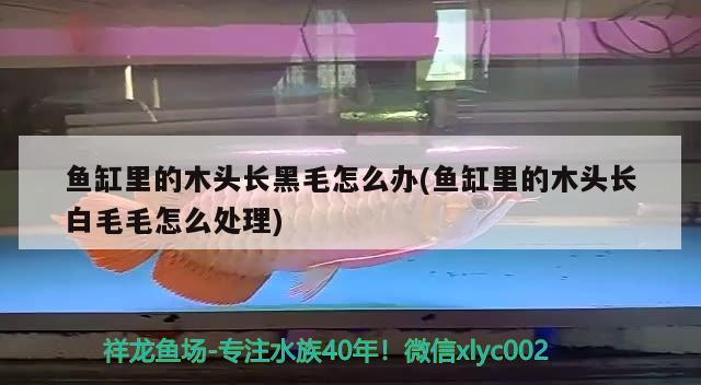 魚缸里的木頭長黑毛怎么辦(魚缸里的木頭長白毛毛怎么處理) 蘇虎