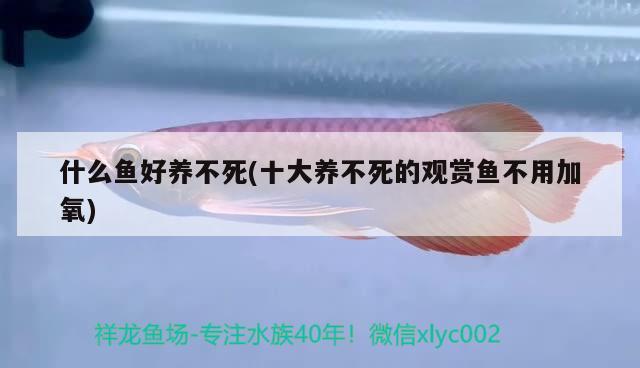 什么魚好養(yǎng)不死(十大養(yǎng)不死的觀賞魚不用加氧) 觀賞魚