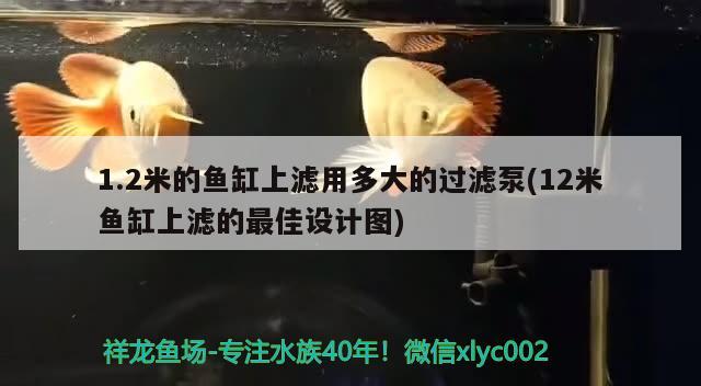 1.2米的魚(yú)缸上濾用多大的過(guò)濾泵(12米魚(yú)缸上濾的最佳設(shè)計(jì)圖) 黃吉金龍（白子金龍魚(yú)）