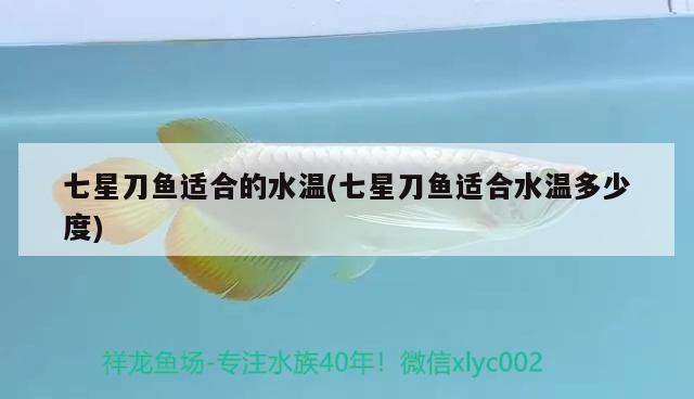 七星刀魚適合的水溫(七星刀魚適合水溫多少度) 觀賞魚 第2張