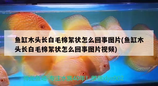 魚缸木頭長白毛棉絮狀怎么回事圖片(魚缸木頭長白毛棉絮狀怎么回事圖片視頻) 祥龍魚場其他產(chǎn)品