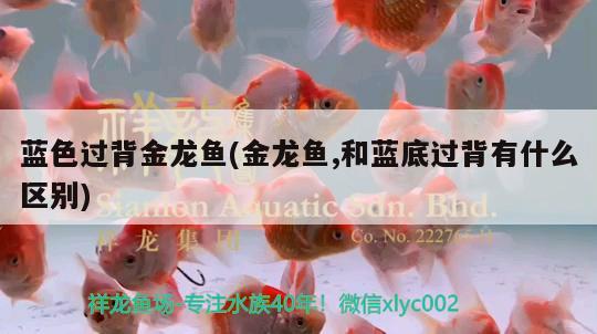 藍色過背金龍魚(金龍魚,和藍底過背有什么區(qū)別)