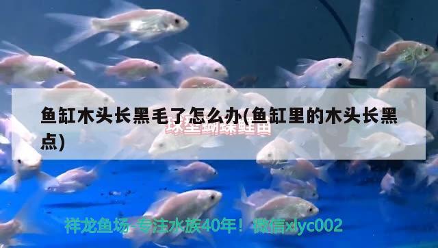 魚缸木頭長黑毛了怎么辦(魚缸里的木頭長黑點) 觀賞魚