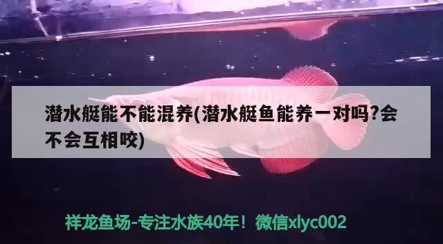 潛水艇能不能混養(yǎng)(潛水艇魚能養(yǎng)一對嗎?會不會互相咬) 潛水艇魚