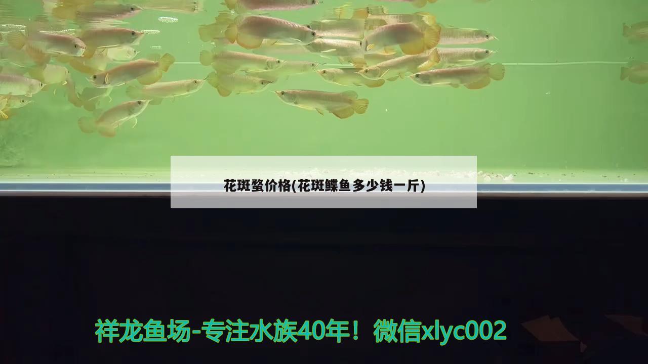 花斑蝥價格(花斑鰈魚多少錢一斤) 觀賞魚