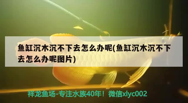 魚缸沉木沉不下去怎么辦呢(魚缸沉木沉不下去怎么辦呢圖片) 黑白雙星