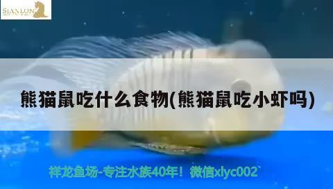 熊貓鼠吃什么食物(熊貓鼠吃小蝦嗎) 觀賞魚