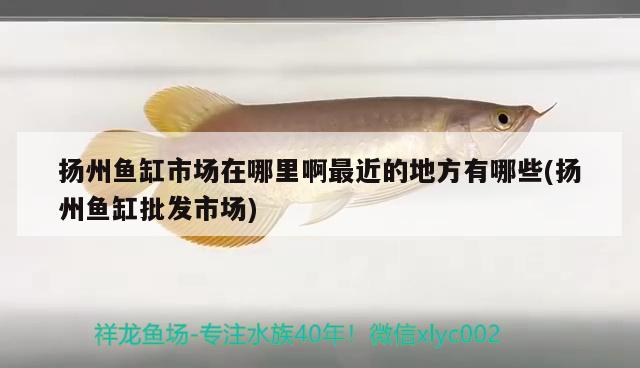 揚(yáng)州魚缸市場在哪里啊最近的地方有哪些(揚(yáng)州魚缸批發(fā)市場) 招財戰(zhàn)船魚