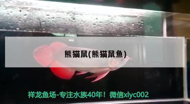 熊貓鼠(熊貓鼠魚) 觀賞魚