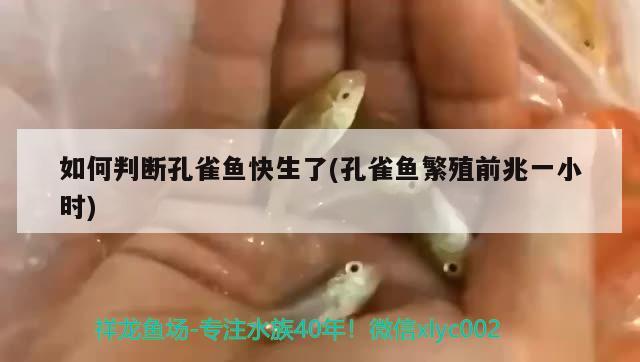 如何判斷孔雀魚快生了(孔雀魚繁殖前兆一小時(shí))