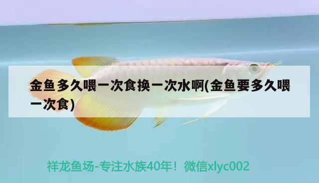 金魚多久喂一次食換一次水啊(金魚要多久喂一次食) 觀賞魚