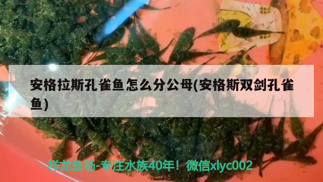 安格拉斯孔雀魚怎么分公母(安格斯雙劍孔雀魚)