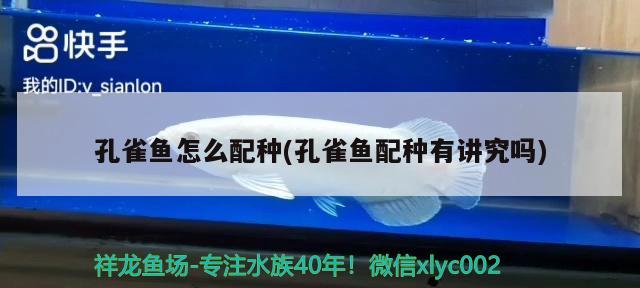 孔雀魚(yú)怎么配種(孔雀魚(yú)配種有講究嗎)