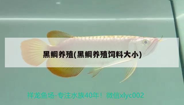 黑鯛養(yǎng)殖(黑鯛養(yǎng)殖飼料大小) 觀賞魚