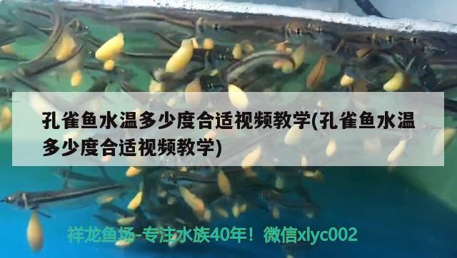 孔雀魚水溫多少度合適視頻教學(孔雀魚水溫多少度合適視頻教學)