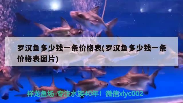 羅漢魚多少錢一條價格表(羅漢魚多少錢一條價格表圖片)