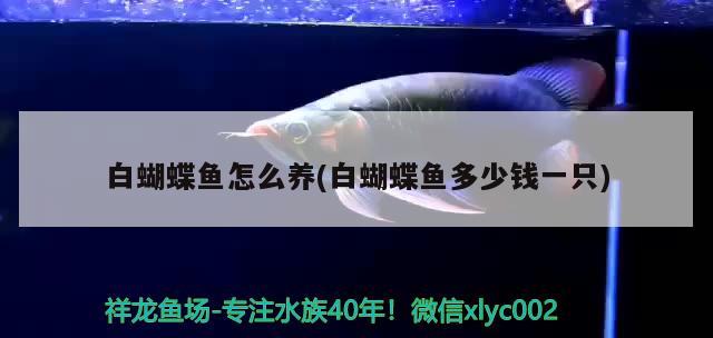 白蝴蝶魚怎么養(yǎng)(白蝴蝶魚多少錢一只) 蝴蝶鯉