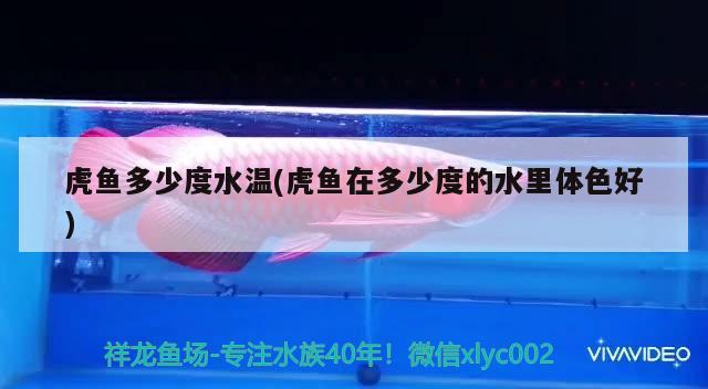 虎魚多少度水溫(虎魚在多少度的水里體色好)