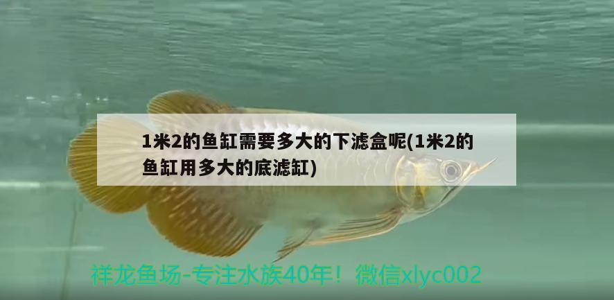 1米2的魚缸需要多大的下濾盒呢(1米2的魚缸用多大的底濾缸) 七紋巨鯉魚