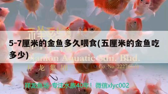 5-7厘米的金魚(yú)多久喂食(五厘米的金魚(yú)吃多少) 觀賞魚(yú)