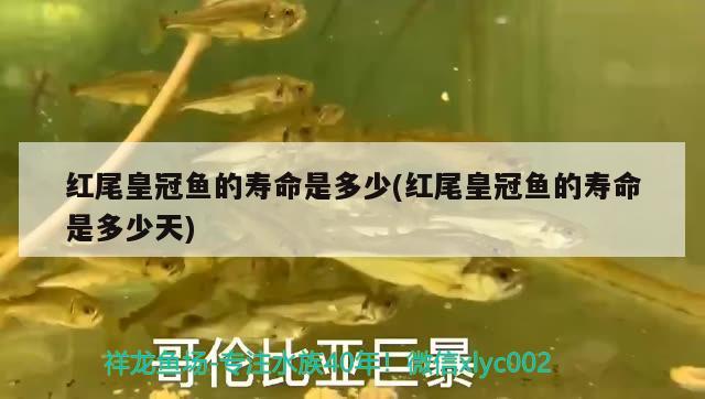 紅尾皇冠魚的壽命是多少(紅尾皇冠魚的壽命是多少天)