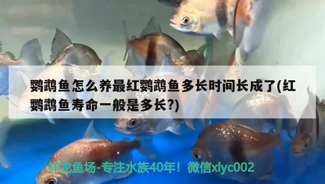 鸚鵡魚怎么養(yǎng)最紅鸚鵡魚多長時(shí)間長成了(紅鸚鵡魚壽命一般是多長?)