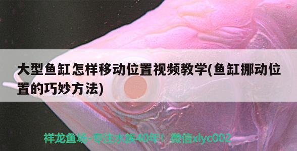 大型魚缸怎樣移動位置視頻教學(xué)(魚缸挪動位置的巧妙方法)