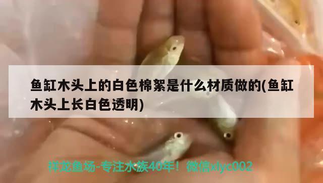 魚缸木頭上的白色棉絮是什么材質(zhì)做的(魚缸木頭上長(zhǎng)白色透明) 豹紋夫魚苗