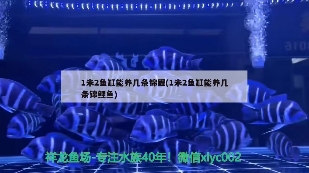 1米2魚缸能養(yǎng)幾條錦鯉(1米2魚缸能養(yǎng)幾條錦鯉魚)