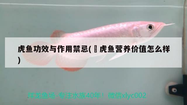 虎魚(yú)功效與作用禁忌(鰕虎魚(yú)營(yíng)養(yǎng)價(jià)值怎么樣)